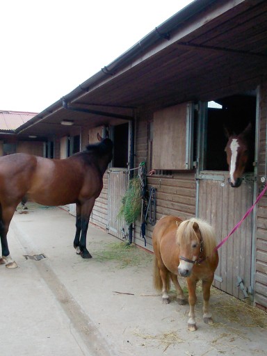 Stables