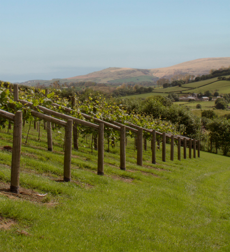 Our view over Dartmoor from Alder Vineyard