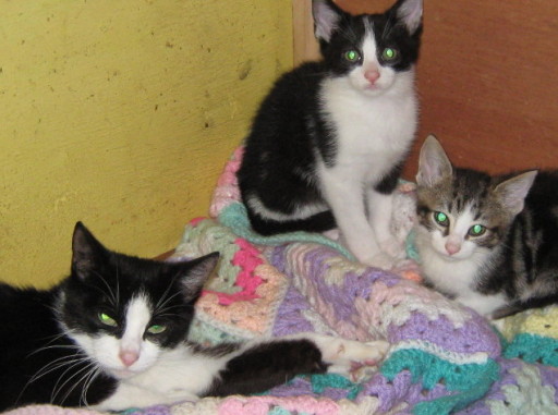 Poppy & her kittens. Pregnant mum had been shot