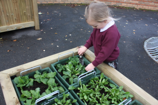 School Planting Pods allows children to take their plants home during the school holidays to look af