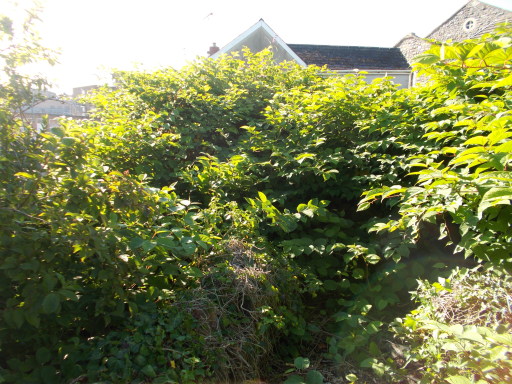 Japanese Knotweed Eradication Wales