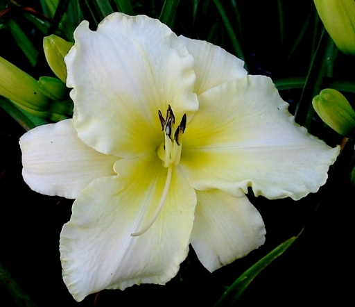 Daylily 'Arctic Snow'