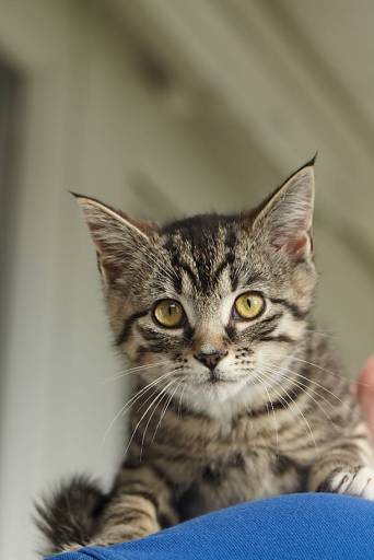 Cattery