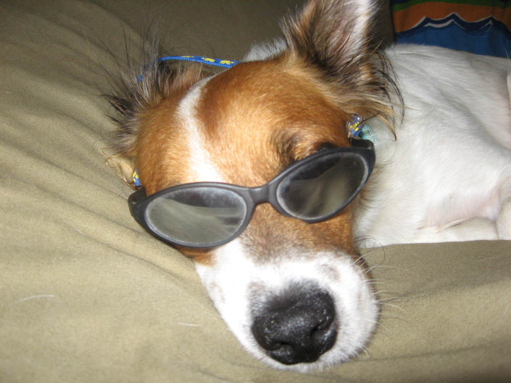 HERVEY BAY PETS ON THE RUN PO Box 3131, Hervey Bay, 4655