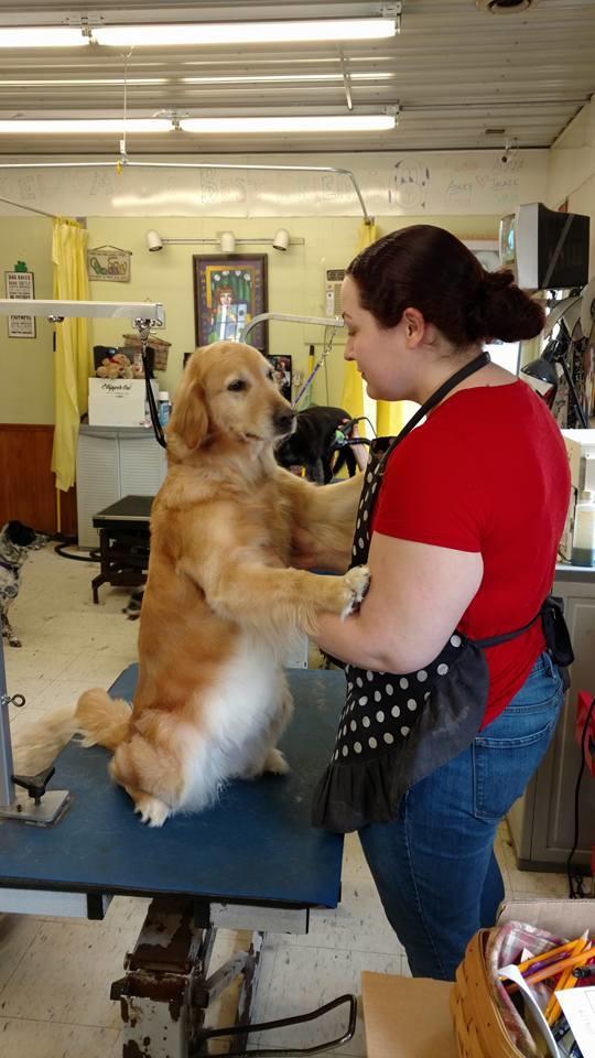 Best Friends Doggie Day Spa