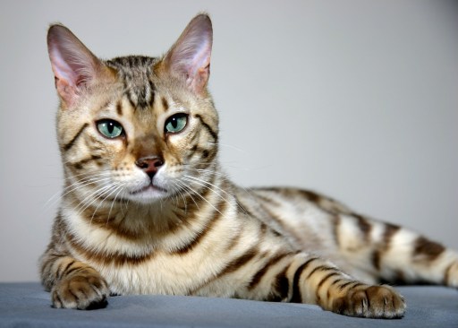 Seal Sepia Bengal Stud - Rambo