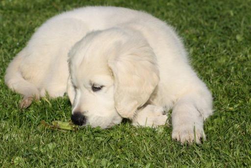 Golden Retriever dog puppy