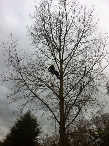 Ash Tree Removal in Little Glenham Suffolk