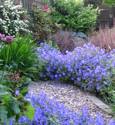 Blue geranium spills over the edges of the path