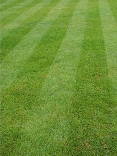 High Quality Lawn Seed.