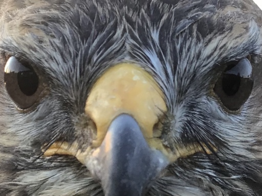Buzzard Falconry Experience Argyll Scotland