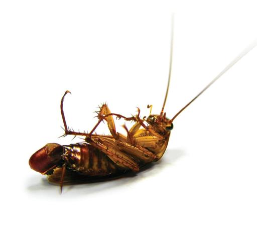 Dead Cockroach