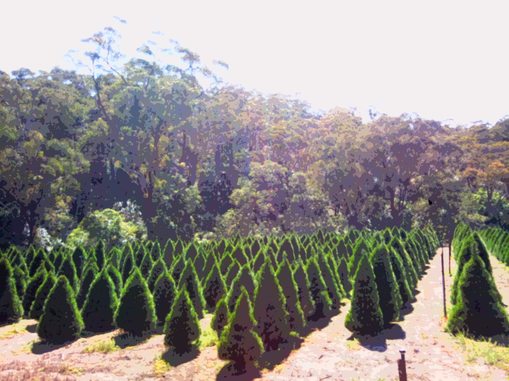 Karl's Christmas Trees Dural 1329 Old Northern Road,, Middle Dural, 2158