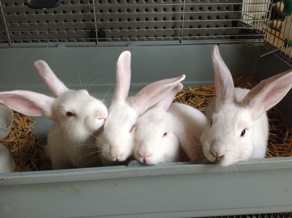 Dublin Pet & Fodder 9 Port Wakefield Road, Dublin, 5501