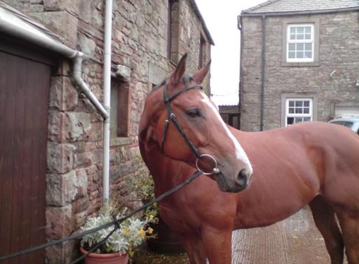 Equine Rubber Matting &amp; Products