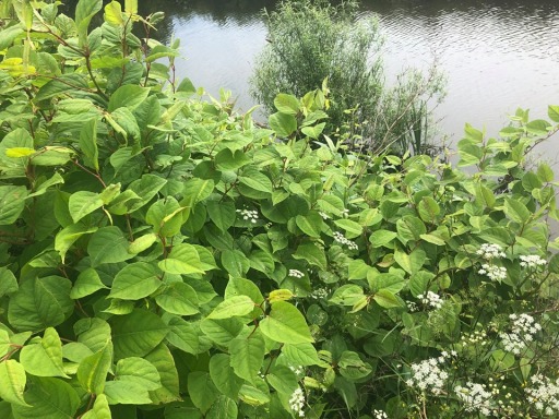 Knotweed Removal Cornwall Devon Somerset