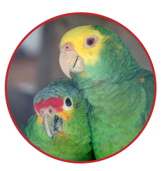 A Animal Alley Grooming