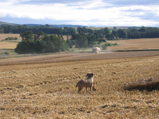 View to the Lammermuirs