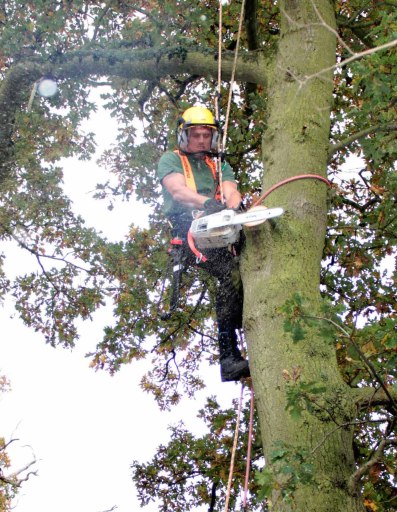 Crown Lift Raise SPC Tree Services