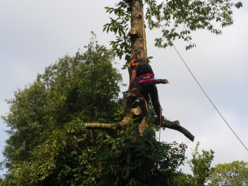 Section Felling a Large Sweet Chestnut Tree