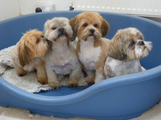 Roxie, Benji, Pixie and Cosmo - relaxing in daycare after a full groom