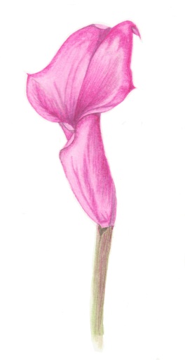 Calla Lilly