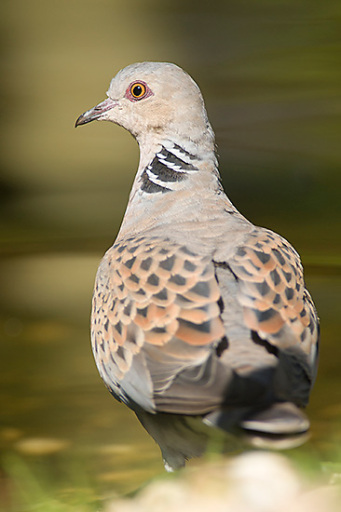 Portrait of Turtle Dove