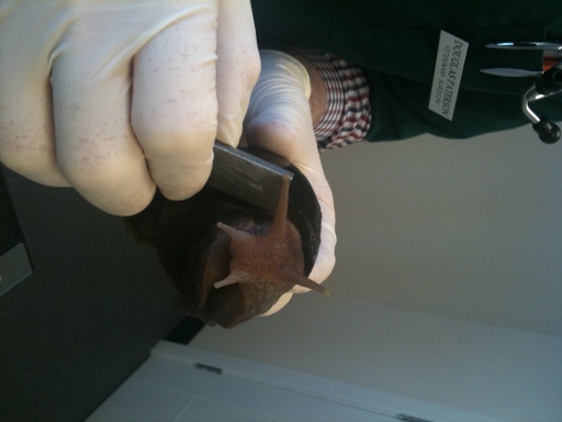 Sammy, the Giant African Land Snail, undergoing treatment!