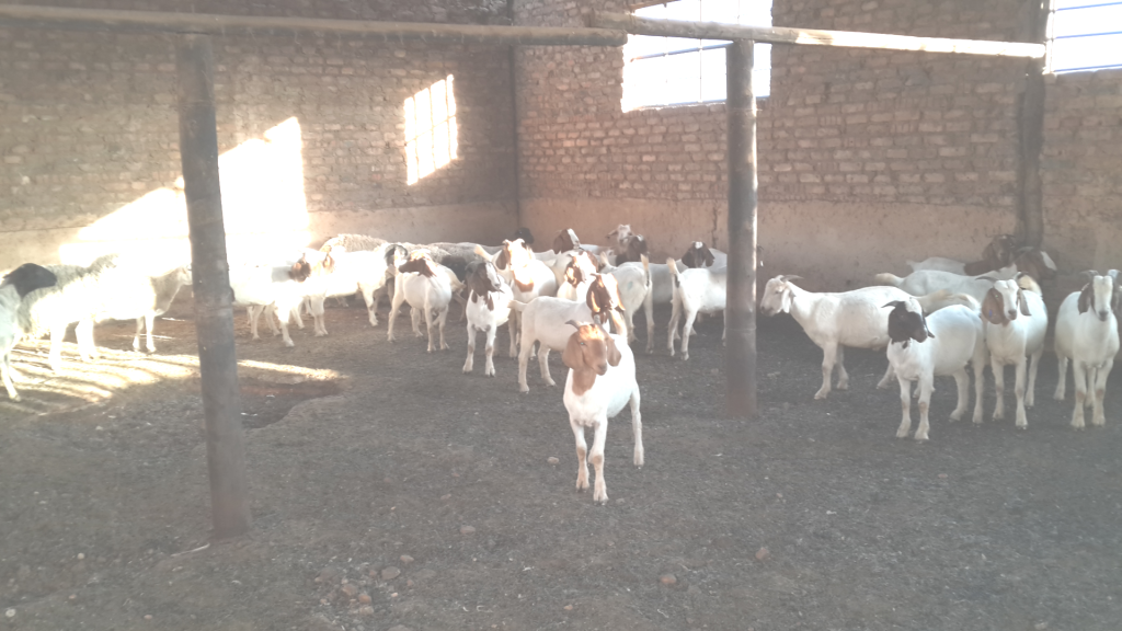 Peezel Farms Olifanfontain Road, Pretoria, Gauteng, 0002