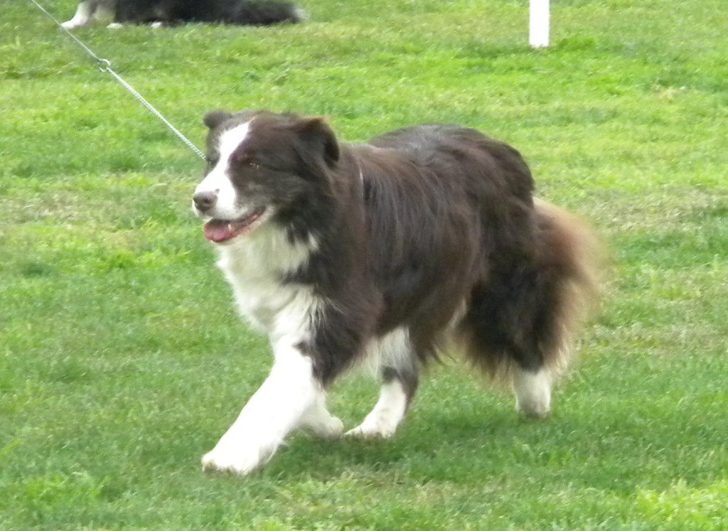 Milangimbi Kennels P.O. Box 1908, Geelong, 3220