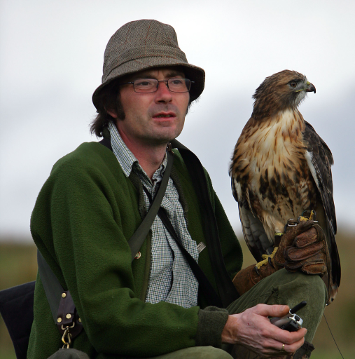 Redtailed Hawk, Yorkshire Hawking Club