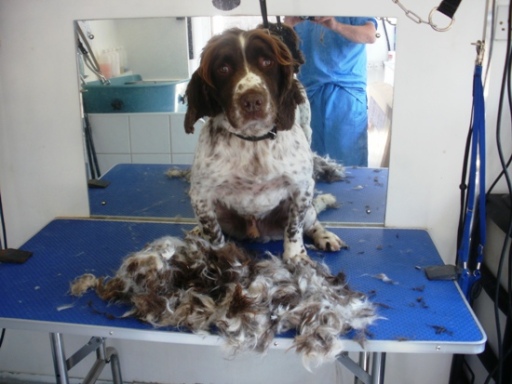 Dog Grooming Cornwall