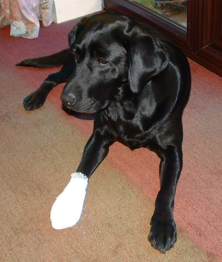 Veterinary Acupuncture