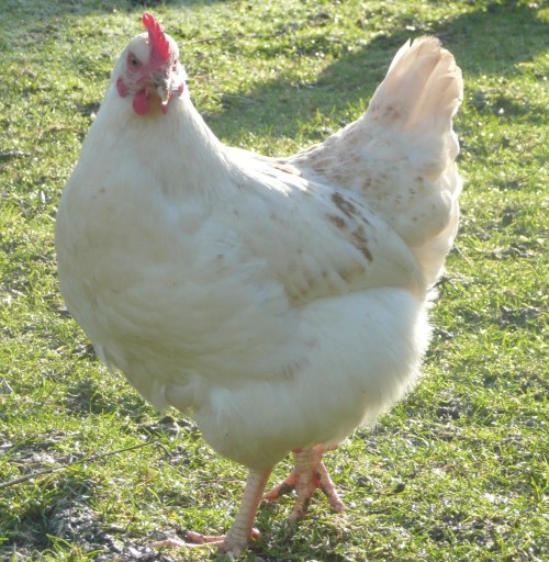 chickens for sale, charing kent