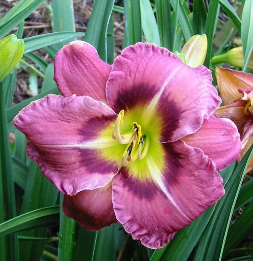 Daylily 'Always Afternoon'