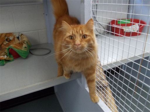 cattery nottingham