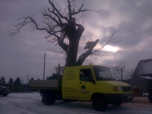 Ancient Oak Reduction