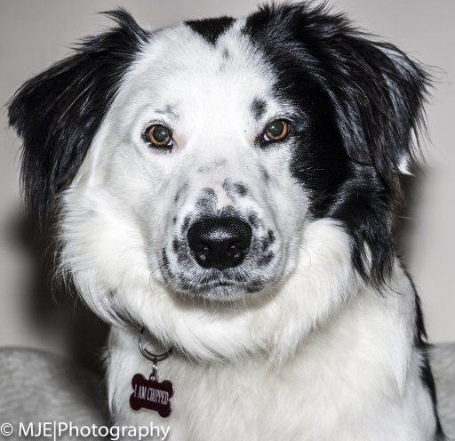 Pet photography
