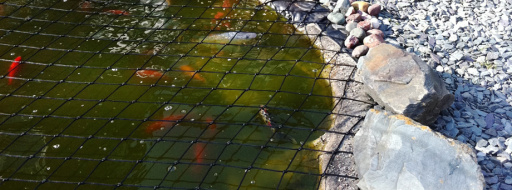 Pond Safety