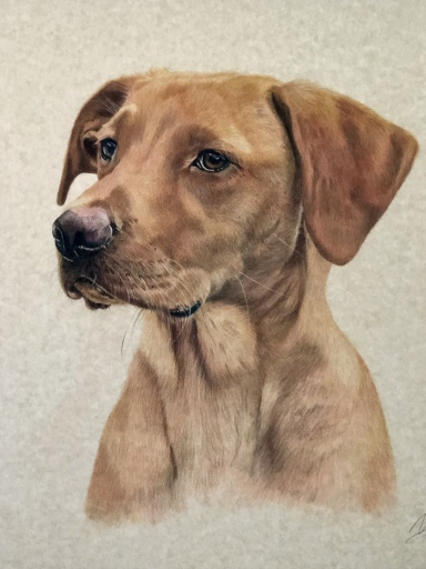 Red fox Labrador 