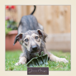 lurcher puppy | Jamie Morgan Hound Dog Photography