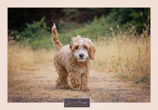 Puppy Photo Shoot | Hound Dog Photography Surrey