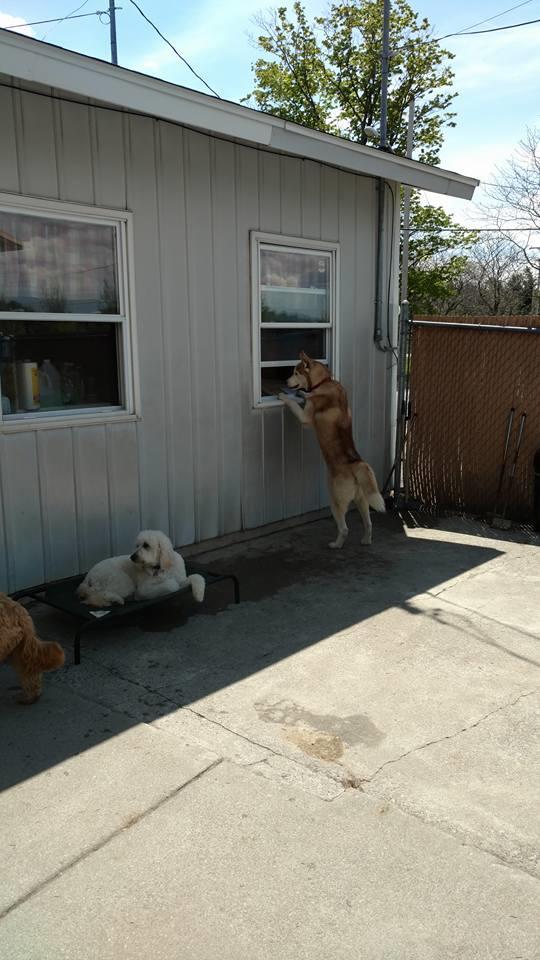 Best Friends Doggie Day Spa