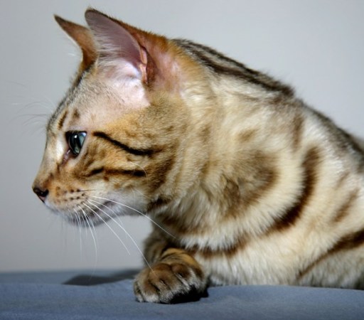 Seal Sepia Bengal Stud - Rambo