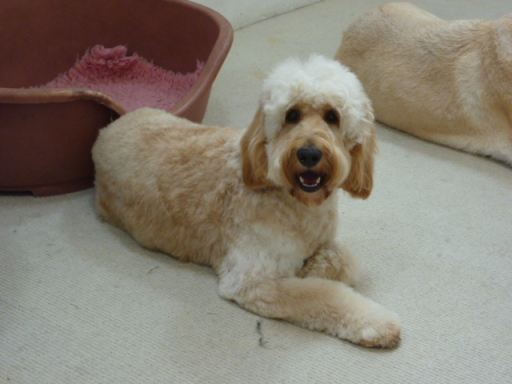 Harry - Cockerpoo relaxing in daycare, following a full groom