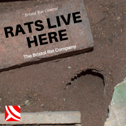 rat control bristol