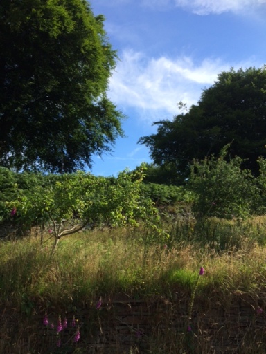View of one of the cider apple orchards