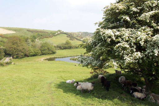 Ta Mill- self catering lodges & cottages nestled in peaceful valley in Cornwall
