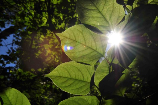 Southwest - Japanese Knotweed Removal Cornwall Devon Somerset