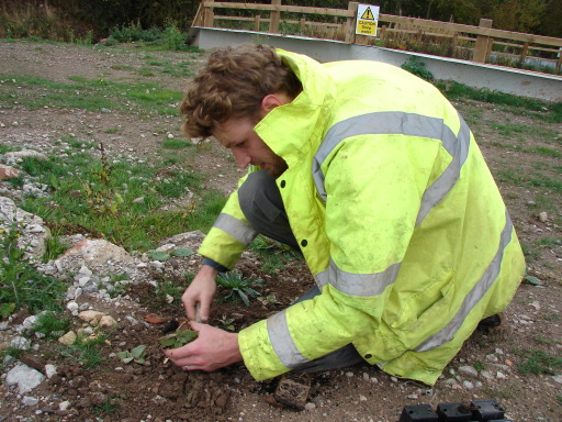 Max planting White Mullein on a mitigation site